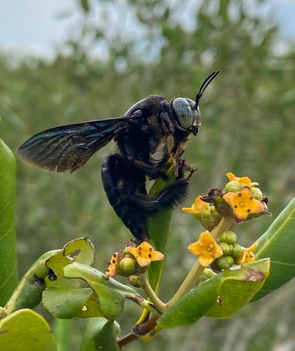 Broad-handed Carpenter Bee