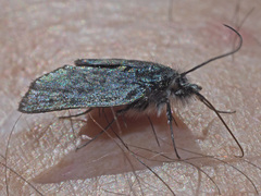 Metaxmeste phrygialis