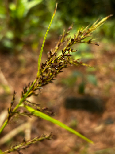 Scleria polycarpa observed 2026-05-09