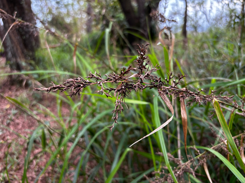 Scleria polycarpa observed 2026-05-09