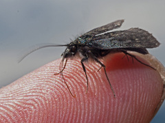 Metaxmeste phrygialis