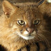 Pampas Cat - Photo (c) Márcio Motta, some rights reserved (CC BY-NC-ND)