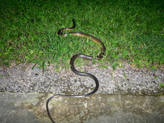 Chironius flavopictus