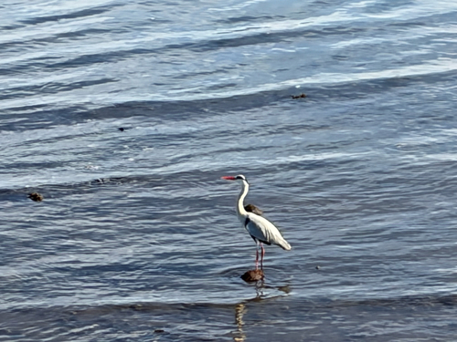 Eastern Grey Heron