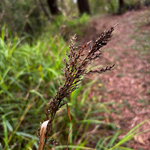 Scleria polycarpa observed 2026-05-09