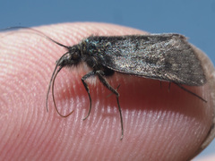 Metaxmeste phrygialis