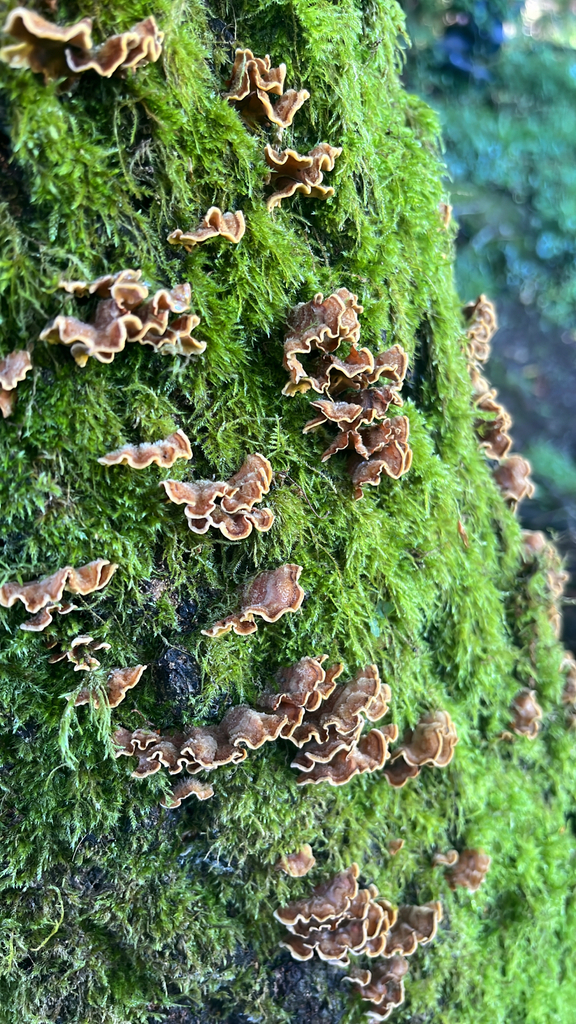 Stereum hirsutum · May 2026 · photo: © daniel_castanhal (iNaturalist, cc-by)