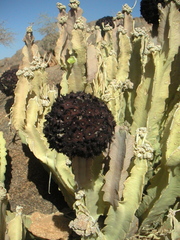 Desmidorchis retrospiciens