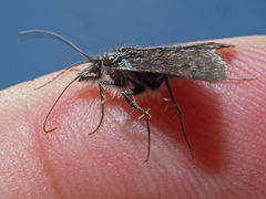 Metaxmeste phrygialis