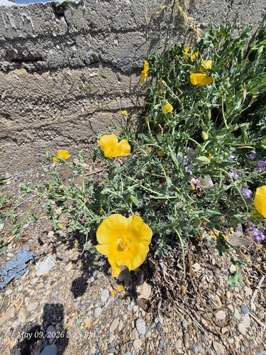 Yellow Horned Poppy