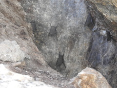 Balantiopteryx plicata