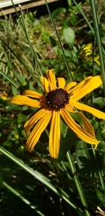 Rudbeckia hirta