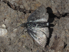 Metaxmeste phrygialis