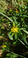 Rudbeckia hirta