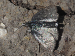 Metaxmeste phrygialis