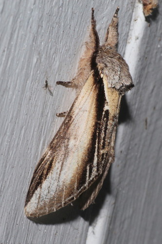Swallow Prominent