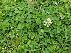 Trifolium repens