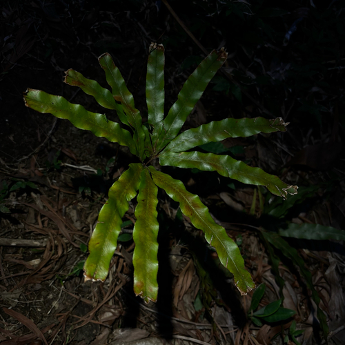 Lygodium auriculatum