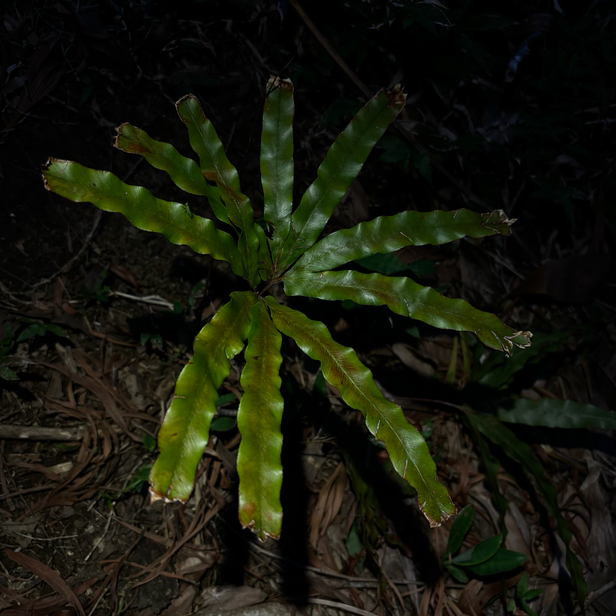 Lygodium auriculatum