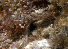 Stylocheilus rickettsi