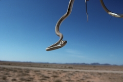 Psammophis leightoni