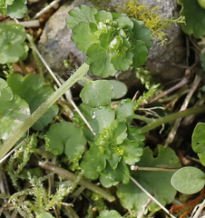 Chrysosplenium japonicum