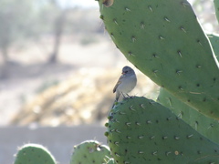 Spizella atrogularis