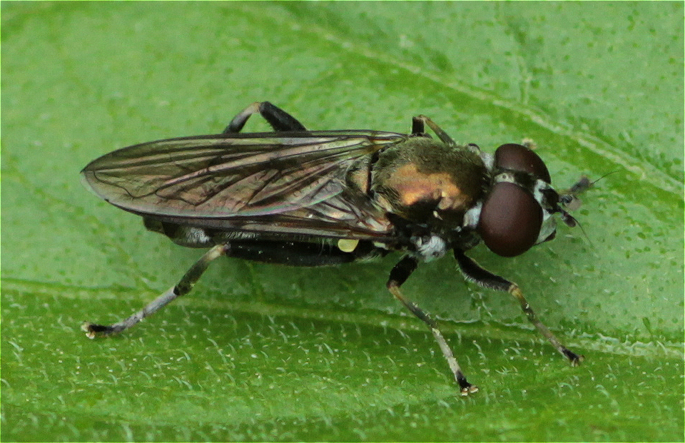 Xylota abiens