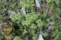 Chrysosplenium japonicum