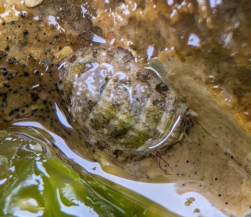 Lepidochitona caprearum