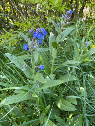 False Alkanet