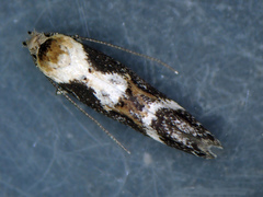 Mompha divisella