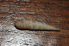 Terebridae
