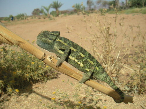 African Chameleon (Chamaeleo africanus)