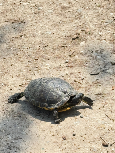 Trachemys scripta