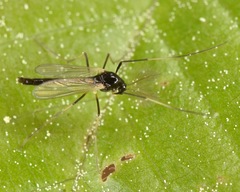 Paratendipes albimanus