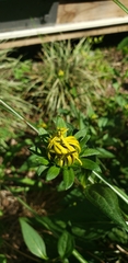 Rudbeckia hirta