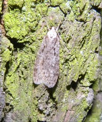 Semioscopis avellanella