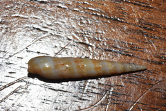 Terebra