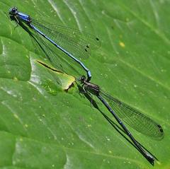 Argia medullaris