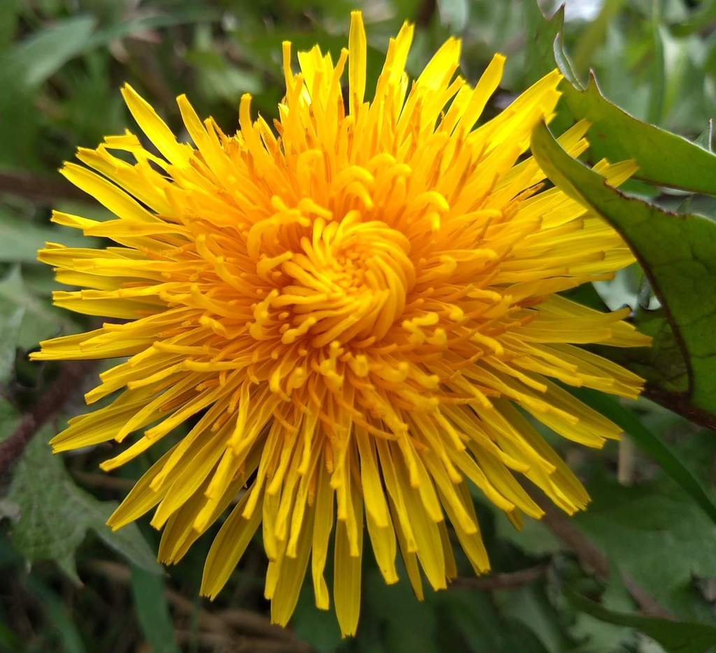 common dandelion from Whitefield, Manchester, UK on April 4, 2020 by ...