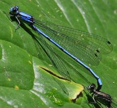 Argia medullaris