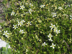 Moehringia ciliata