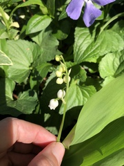 Convallaria