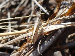 Dociostaurus maroccanus