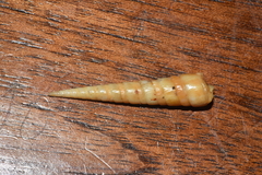 Terebra