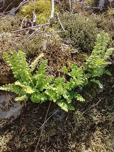 Woodsia ilvensis iNat (2)