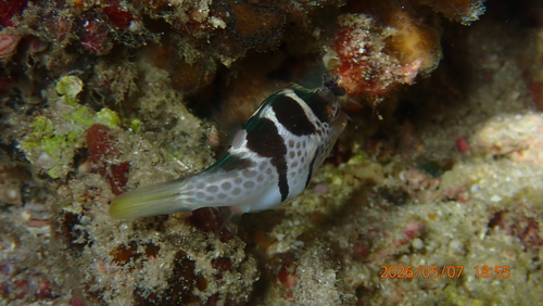 Canthigaster valentini
