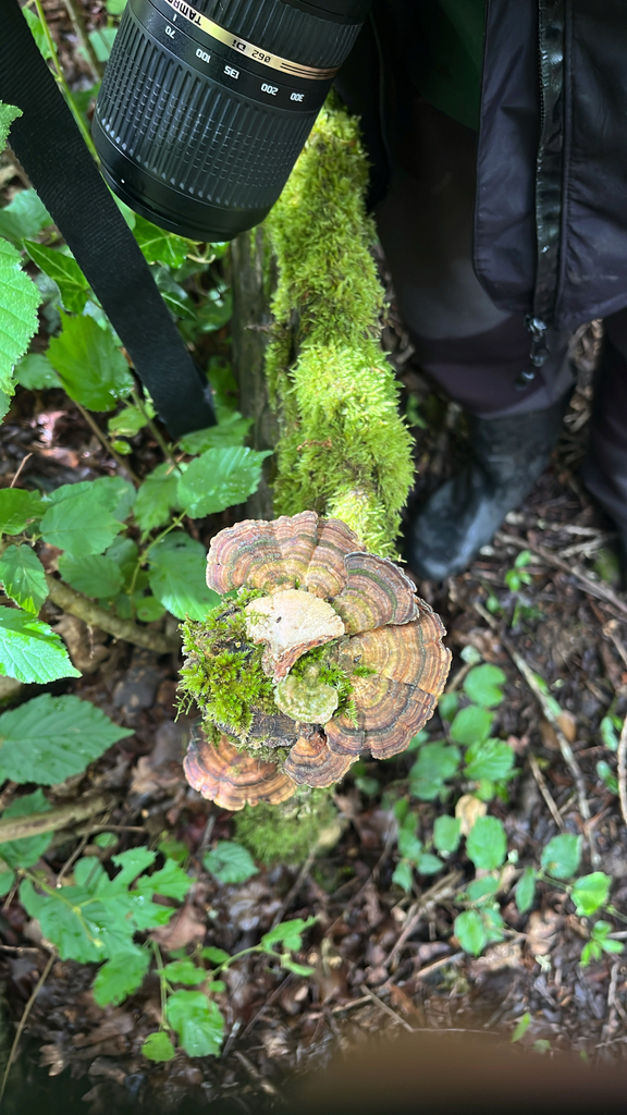 Trametes versicolor · May 2026 · photo: © daniel_castanhal (iNaturalist, cc-by)