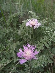 Psephellus declinatus